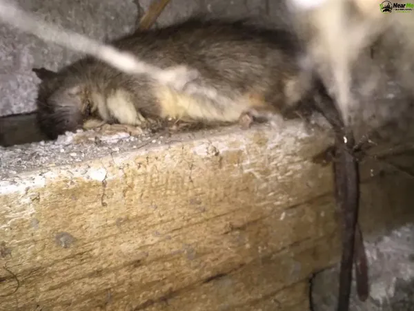 Dead Rat Removal Peak Crossing